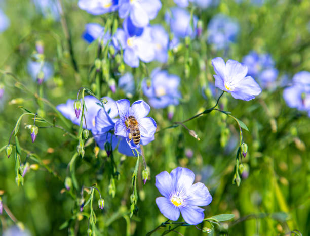 Blue Flax in wildflower garden
