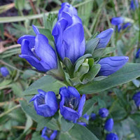 Blue Gentiana Sceptrum in rock garden