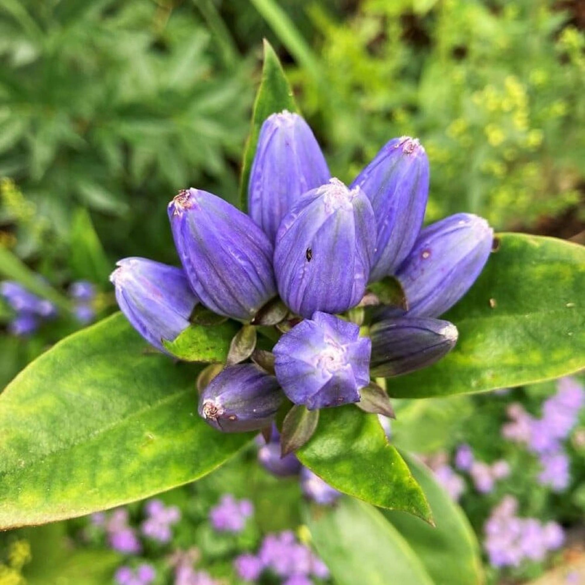 Blue Gentiana Sceptrum flower seeds for planting
