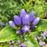 Blue Gentiana Sceptrum flower seeds for planting