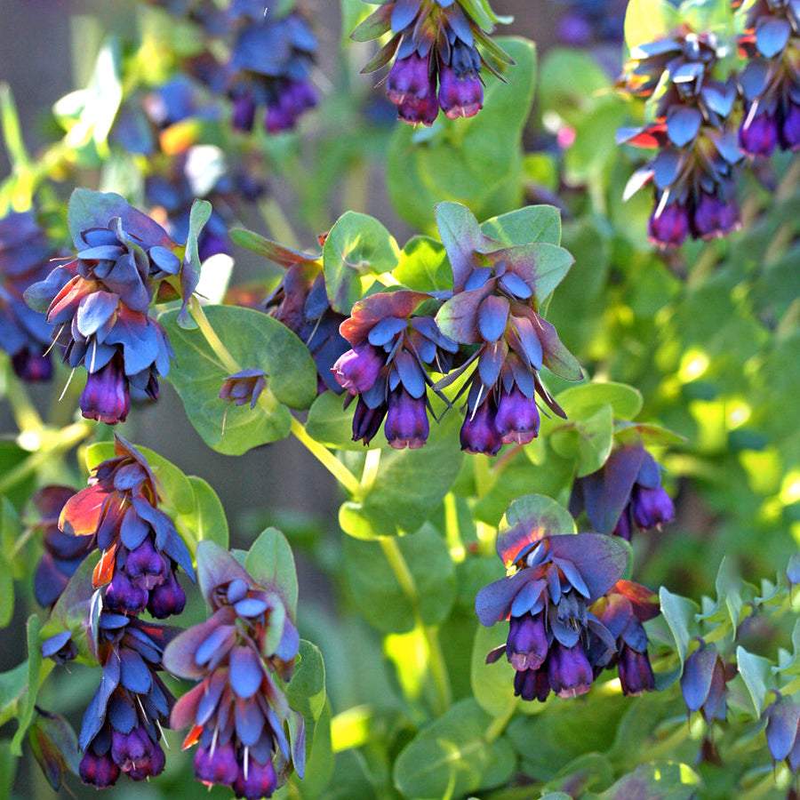 Ornamental Blue Gibraltar for gardens