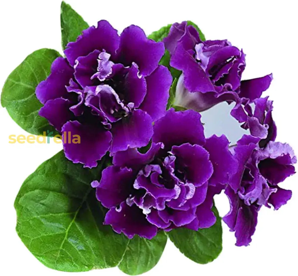 Blue Gloxinia bell-shaped flowers in bloom