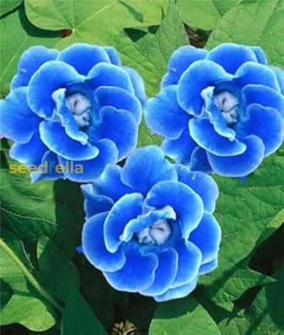 100 Pcs