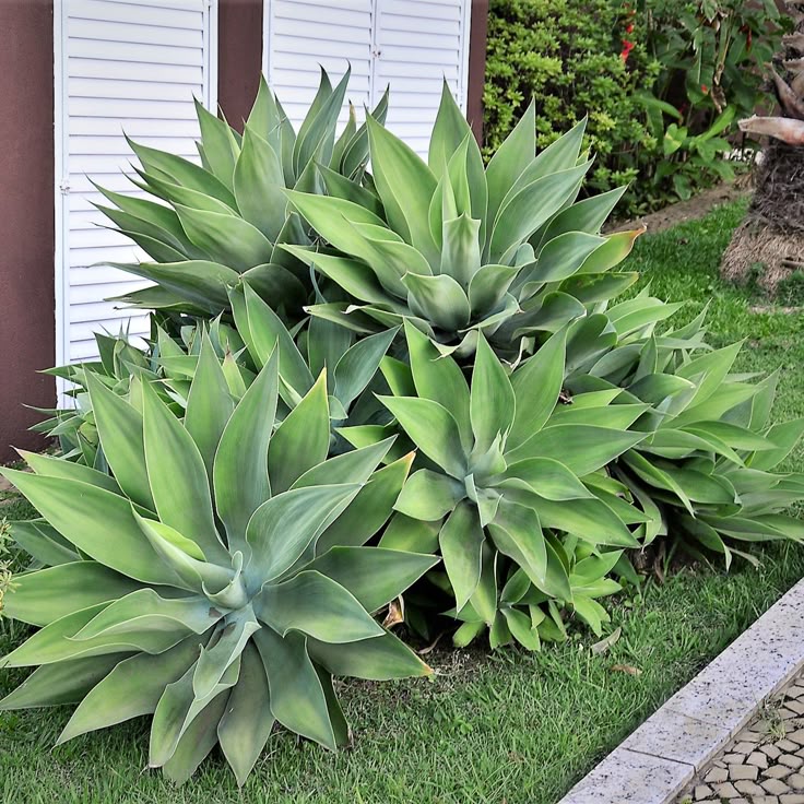 Blue Maguey Aloe indoor potted plant