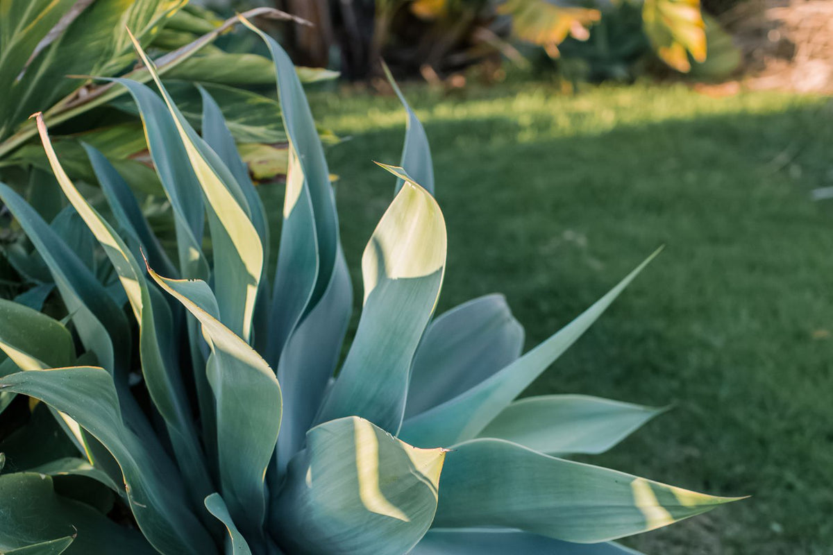 Ornamental Blue Maguey Aloe succulent plant