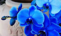 Ornamental Blue Phalaenopsis orchid plant