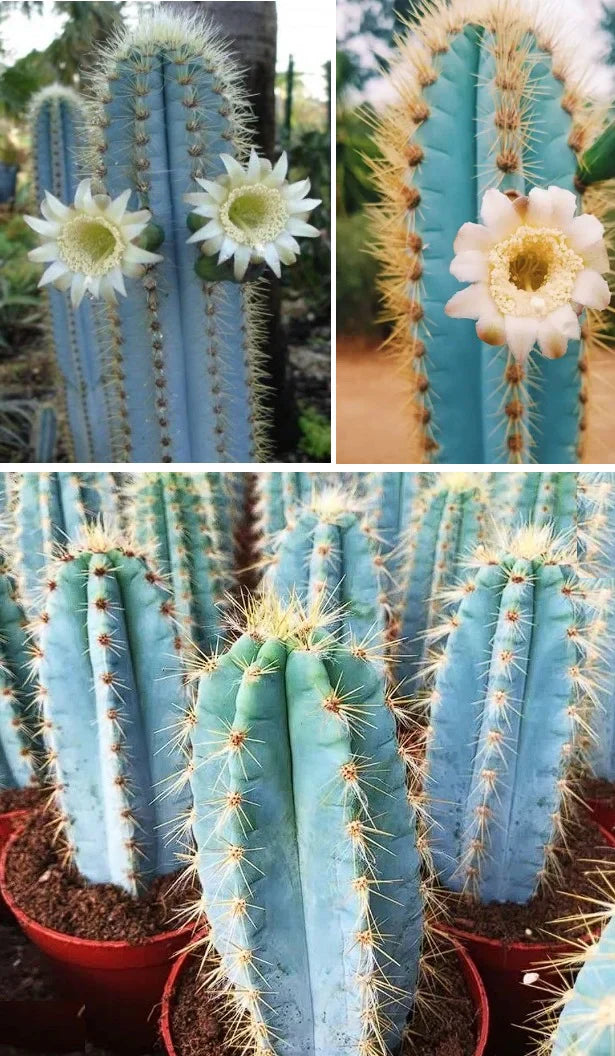 Blue Pilosocereus Pachycladus planting seeds