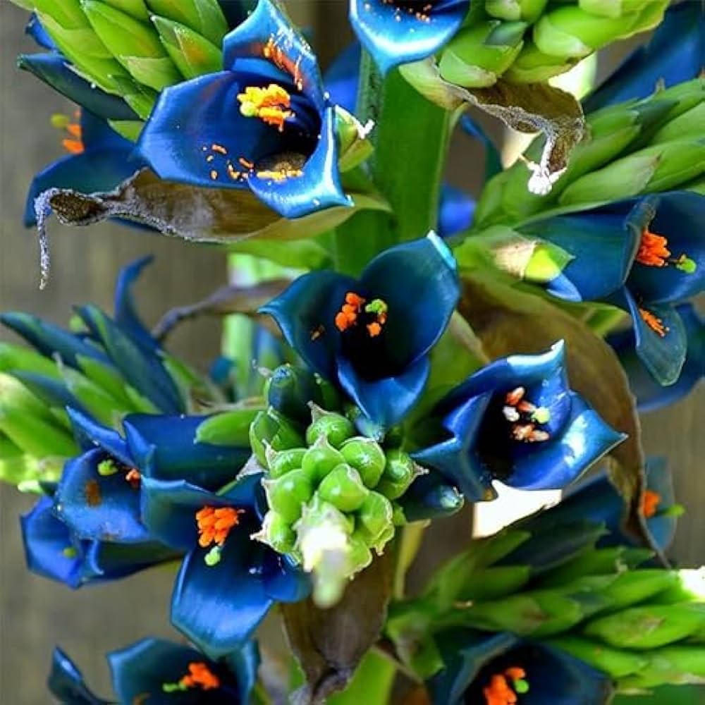 Blue Puya Alpestris in desert-style garden