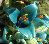 Non GMO Blue Puya Alpestris seeds