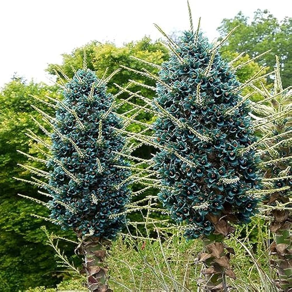 Ornamental Blue Sapphire seeds for gardens