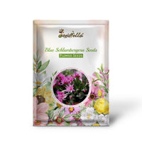 Blue Schlumbergera flowers blooming
