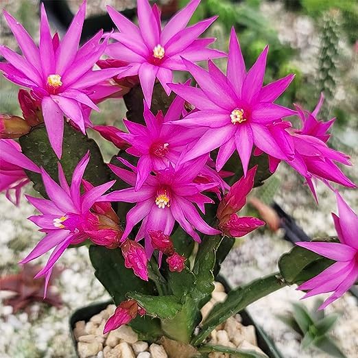 Blue Schlumbergera seeds for planting