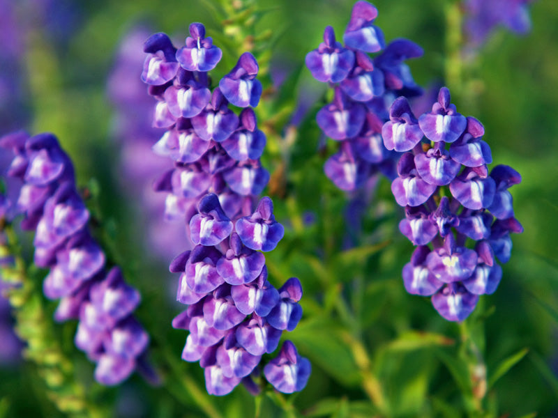 Blue Scutellaria Baicalensis seeds for planting