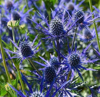Ornamental Blue Sea Holly flowering plant