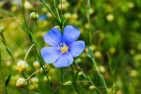 High germination Blue Usitatissimum seeds