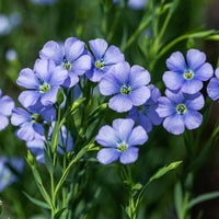 Blue Usitatissimum in wildflower garden