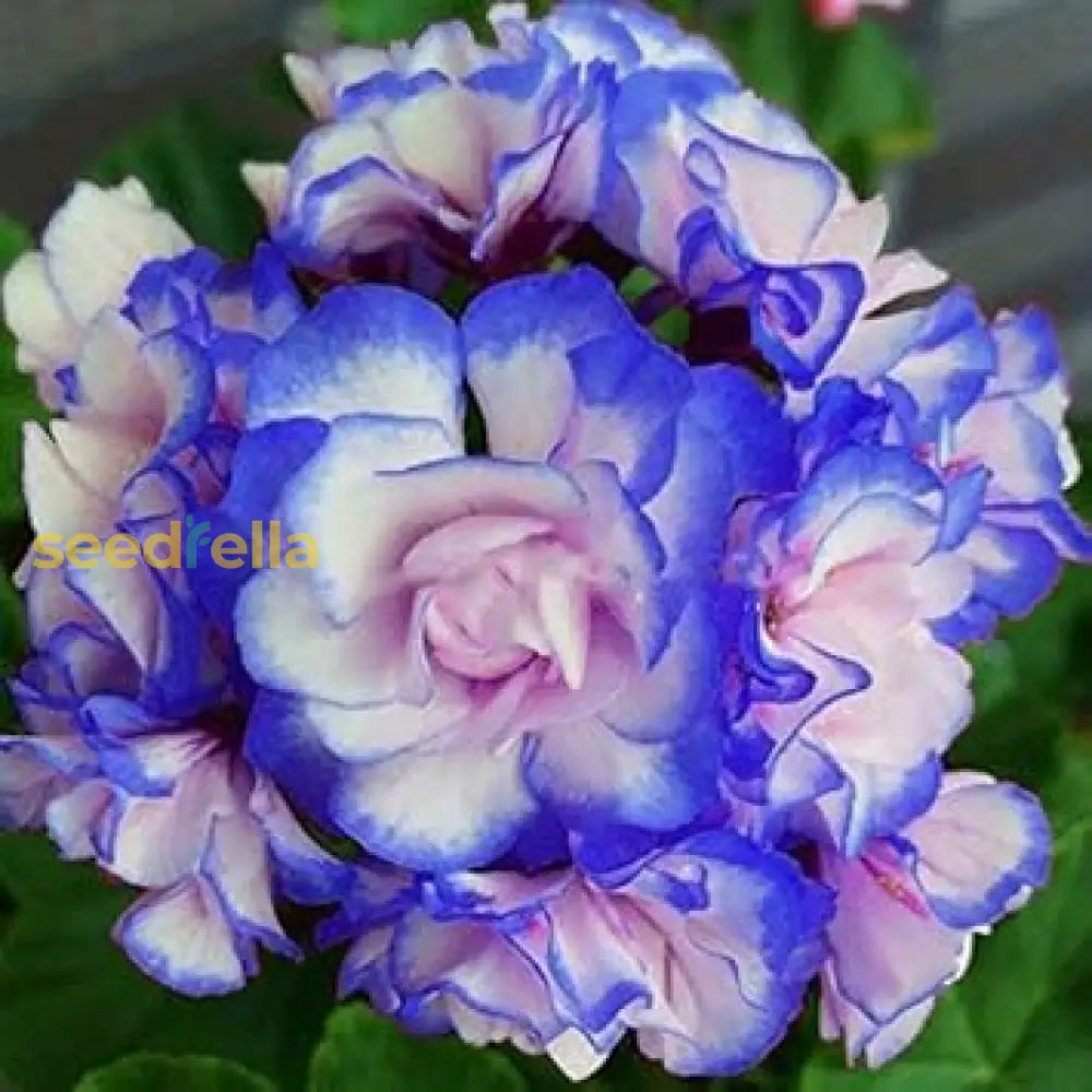 Blue White Pelargonium seeds for planting