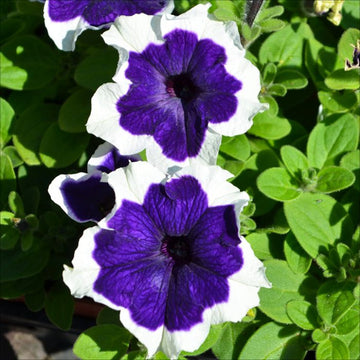 Blue White Petunia flower seeds for planting