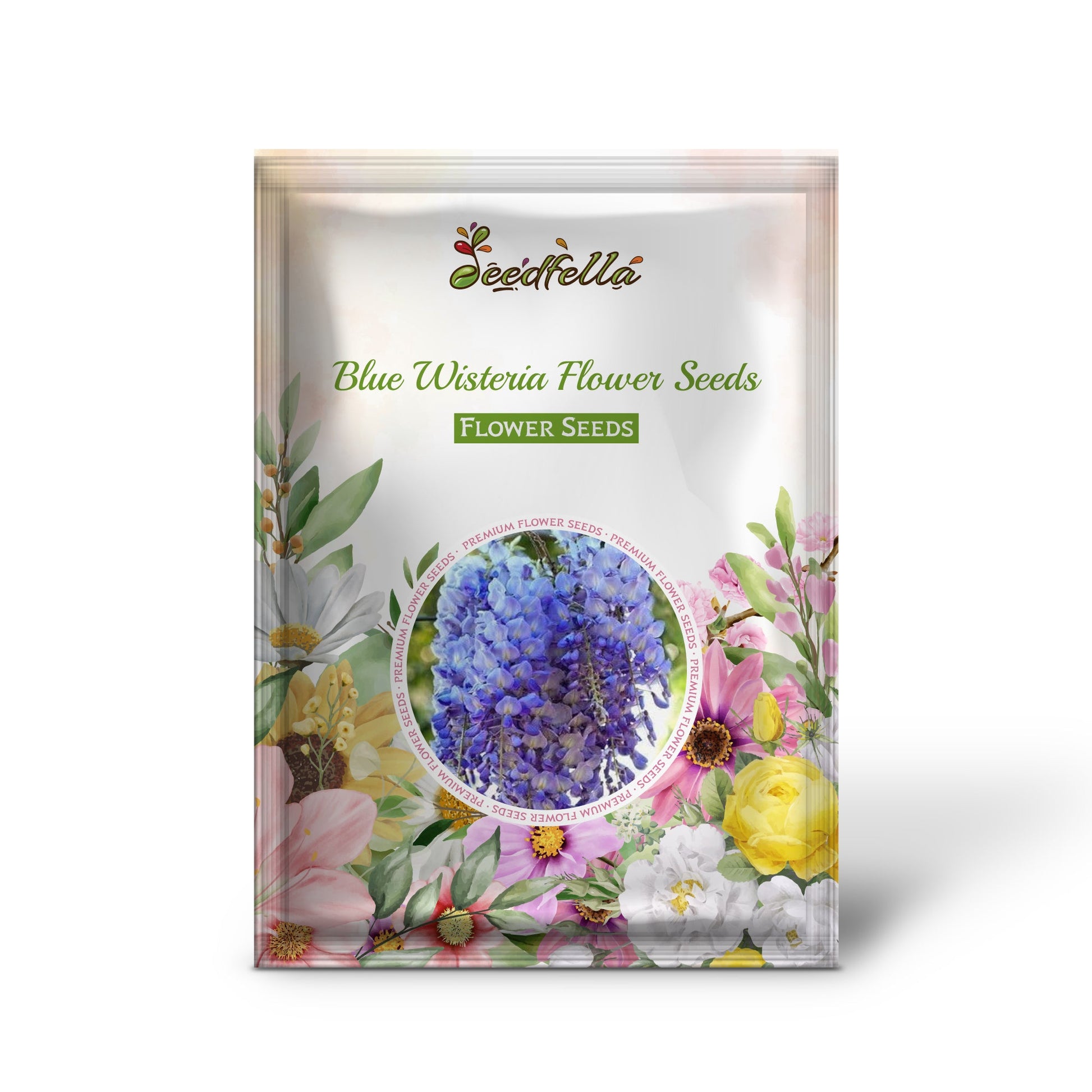 Blue Wisteria flowers blooming in garden