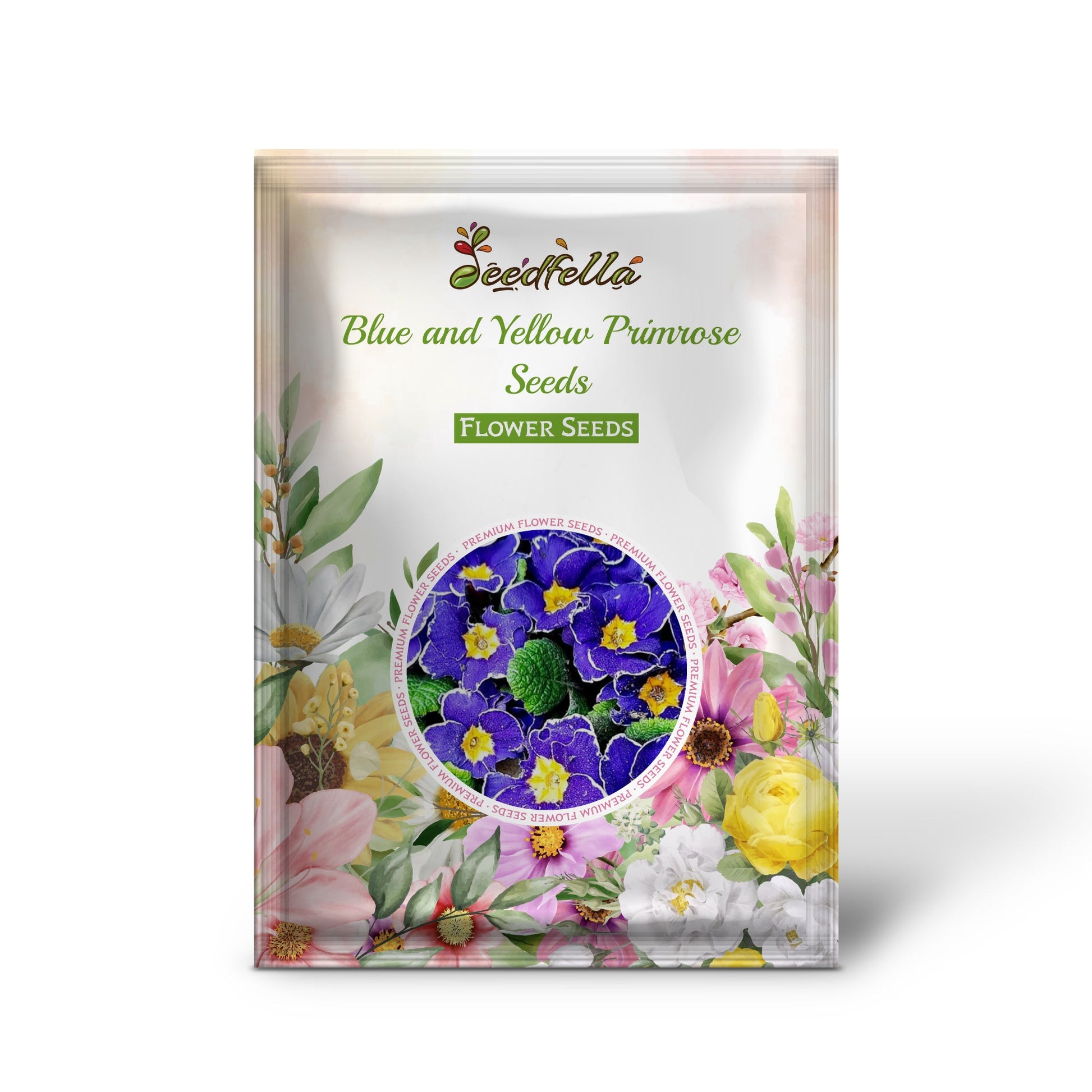 Bi-color blue and yellow Primrose flowers in bloom