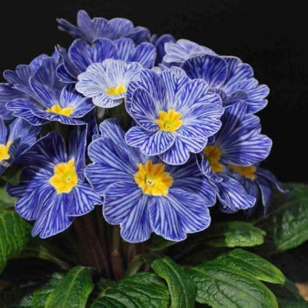 Non-GMO Primrose seeds