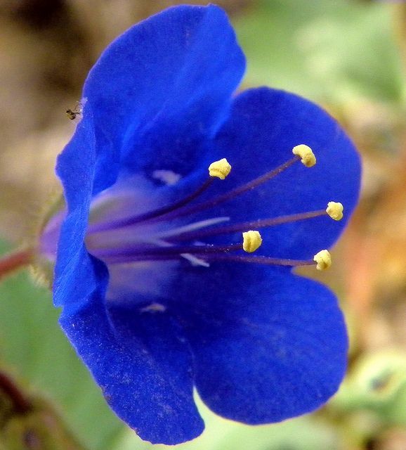 Bluebell flowering seeds for gardens