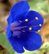 Bluebell flowering seeds for gardens