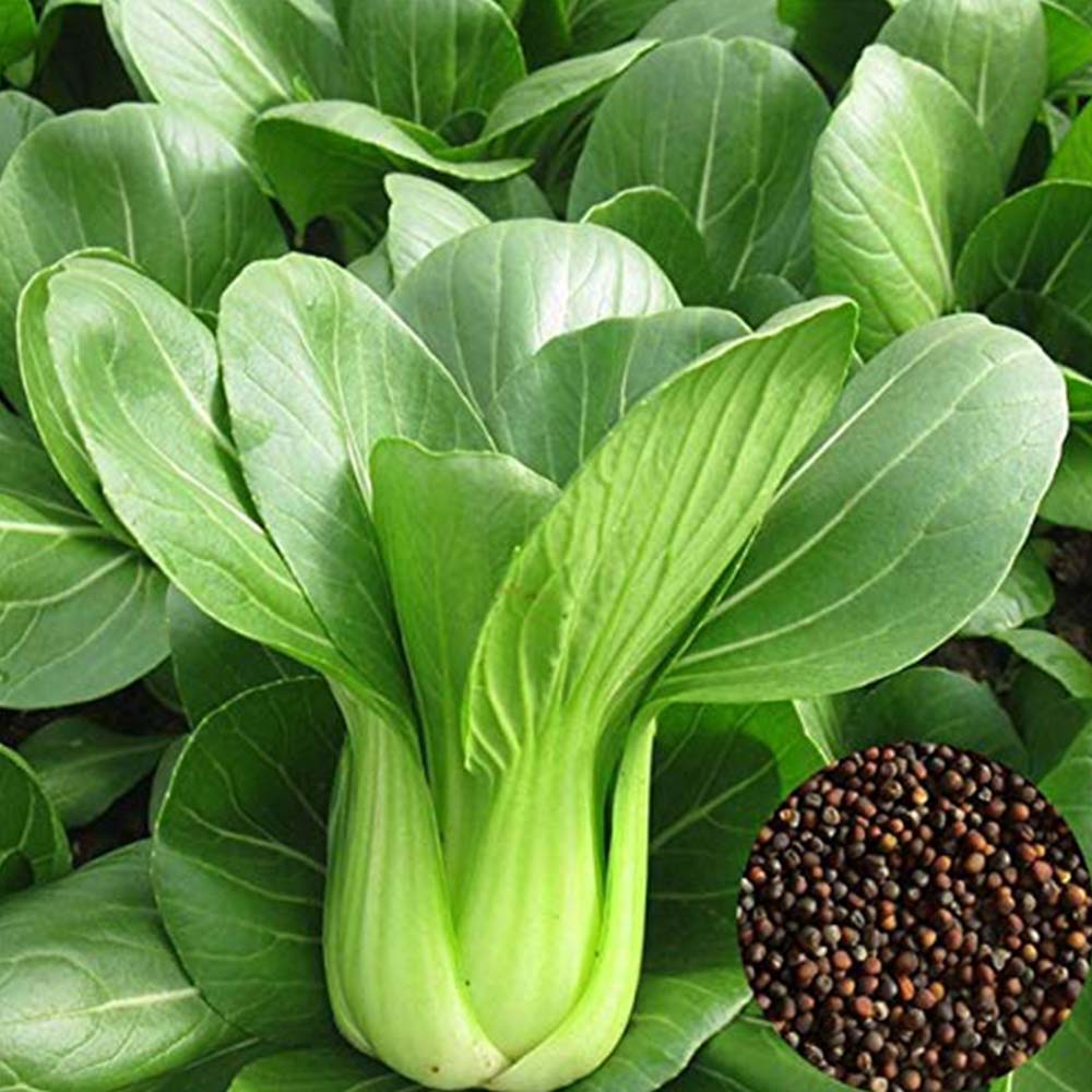 Green Pak Choi Seeds for Planting  & GMO Free Seeds for Home Garden Sale