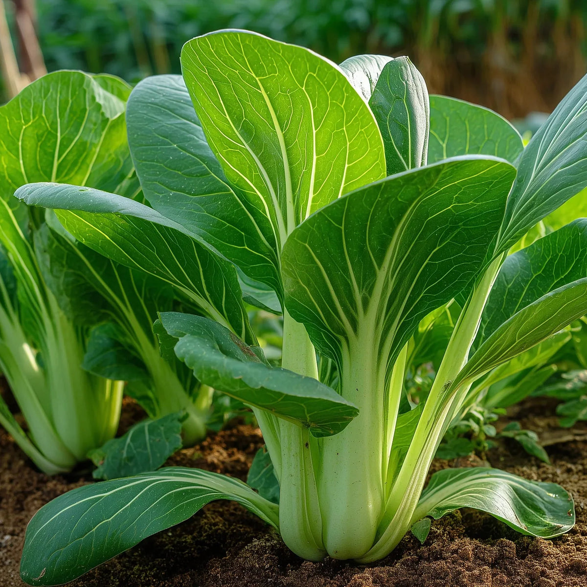 Green Pak Choi Seeds for Planting  & GMO Free Seeds for Home Garden Sale