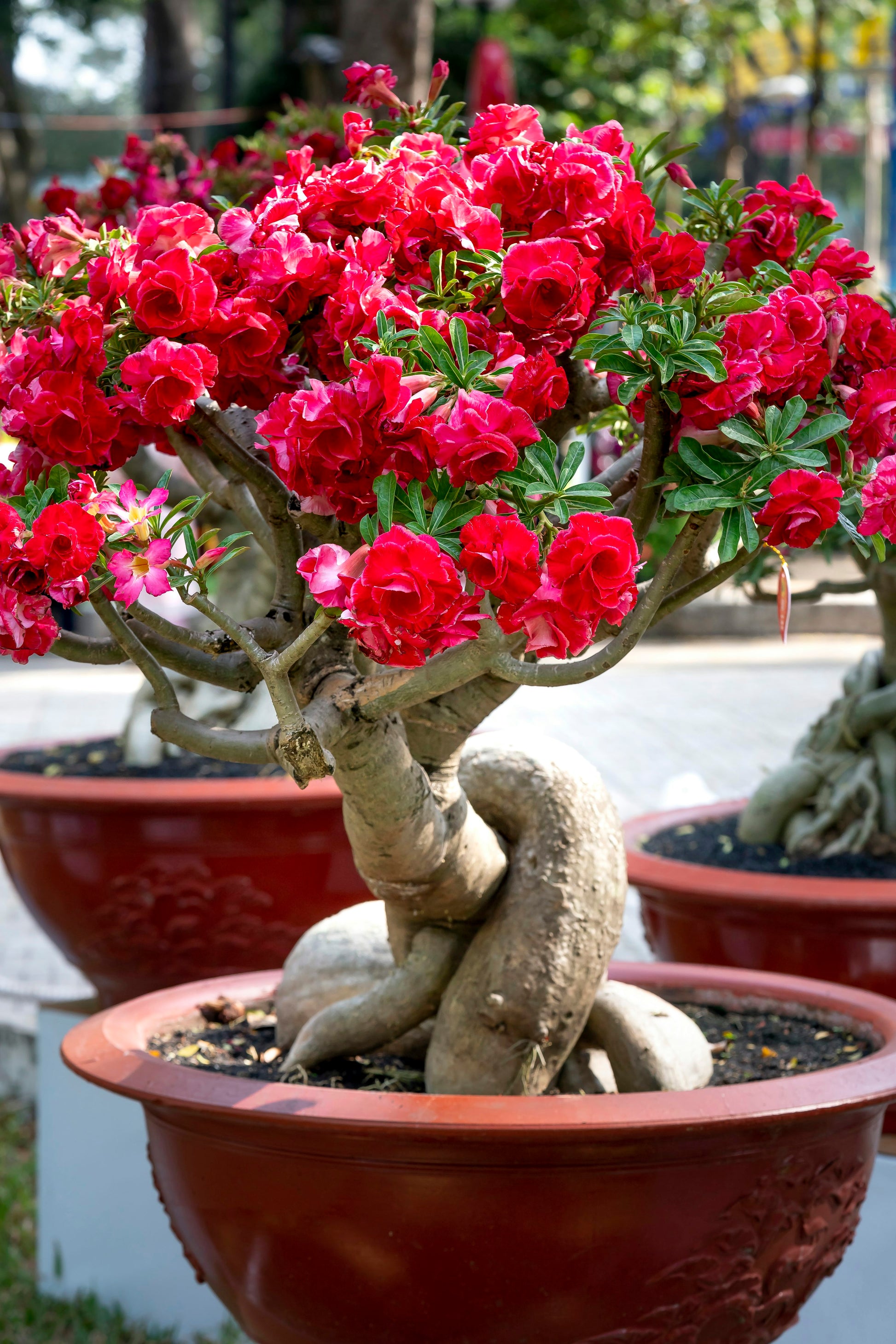 Red Bonsai flowering seeds for gardening