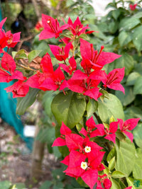 Bougainvillea seeds for pots and climbing displays