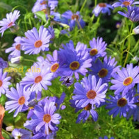 Blue Brachycome flowering seeds for gardens