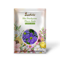 Blue Brachycome garden seeds for outdoor planting
