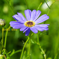 Non GMO Blue Brachycome seeds