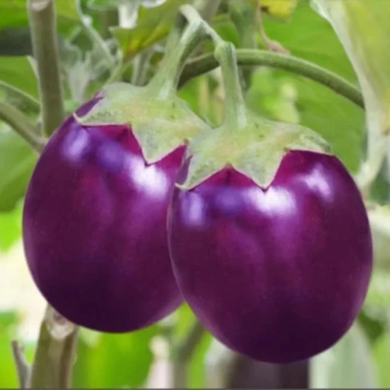 Violet Eggplant Vegetable Planting Seeds