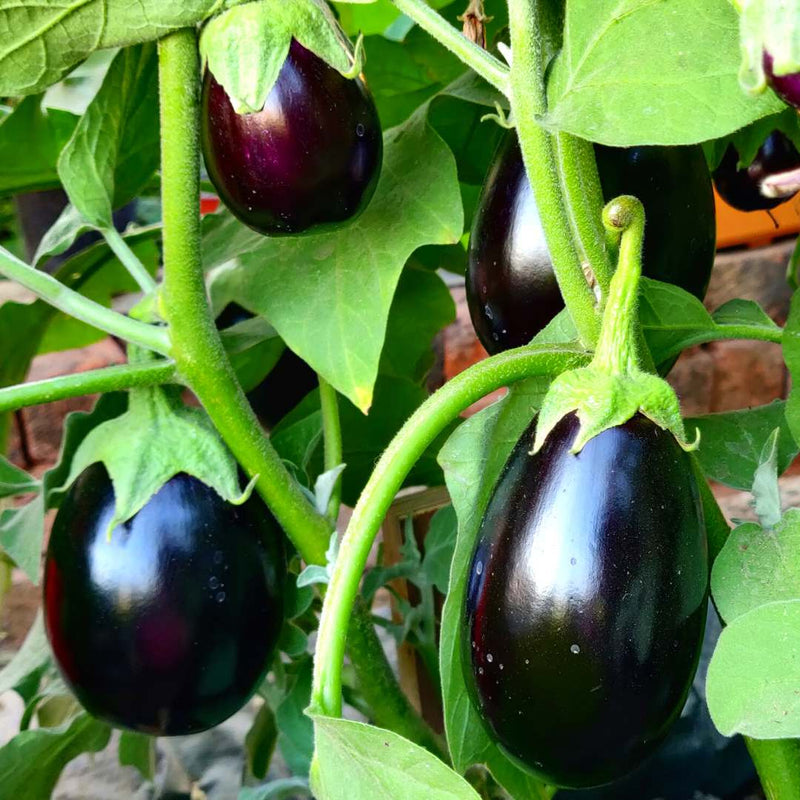 Eggplant Vegetable Seeds for Successful Planting