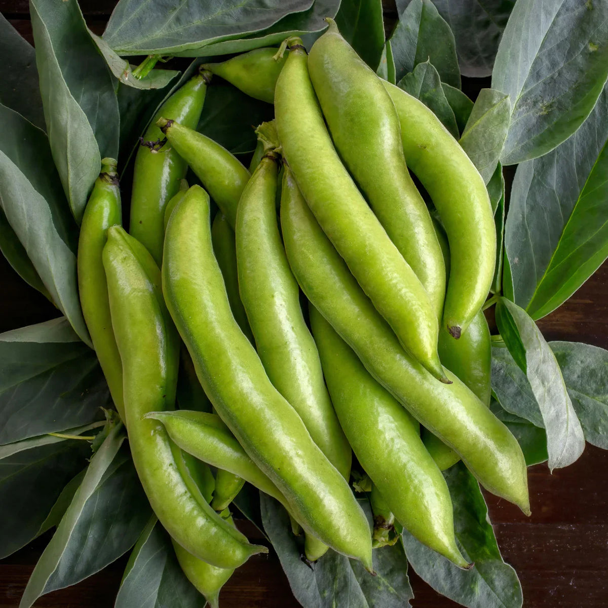 Green Aquadulce Bean Seeds - Ideal for Planting