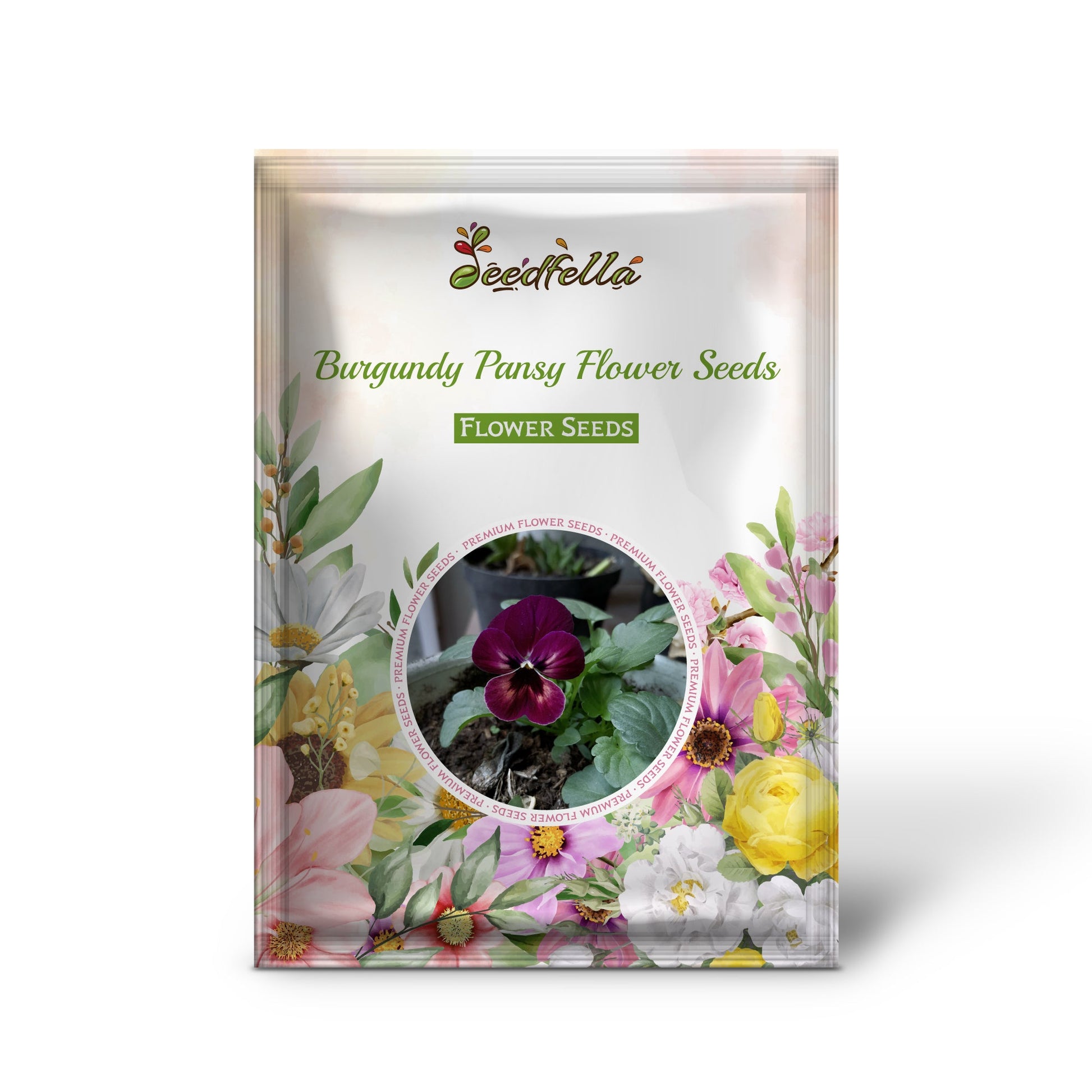 Burgundy Pansy flowers blooming in garden