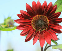 Non GMO Burgundy Sunflower seeds