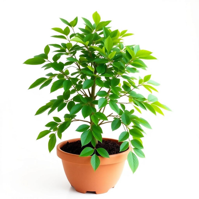 Albizia Julibrissin Seeds for Planting: Silk Tree Variety
