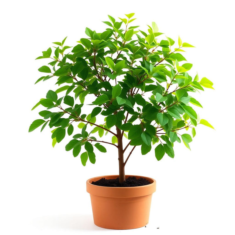 Albizia Silk Tree Albizia julibrissin Seeds for Planting - Ideal for Urban Garden & Flower Bed
