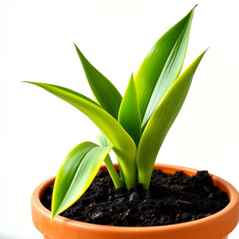 Yellow Green Sansevieria for Planting Garden Favorite Heirloom & GMO Free Seeds for Home Garden
 
 Sale