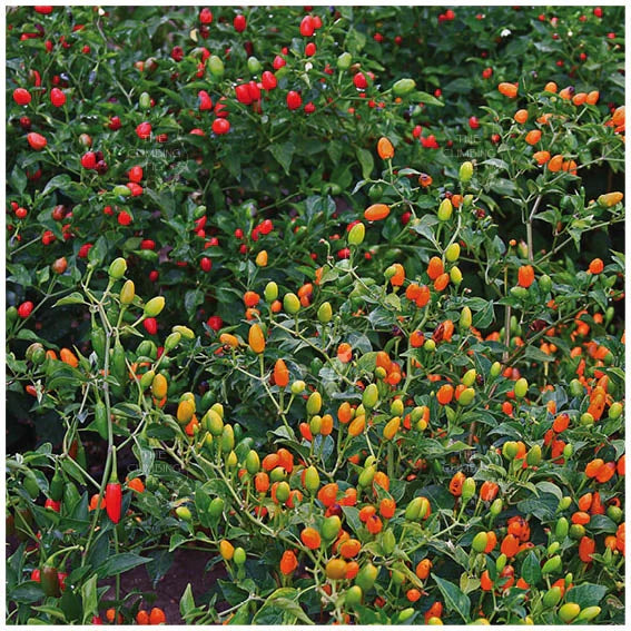 Pequin Vegetable Planting Seeds