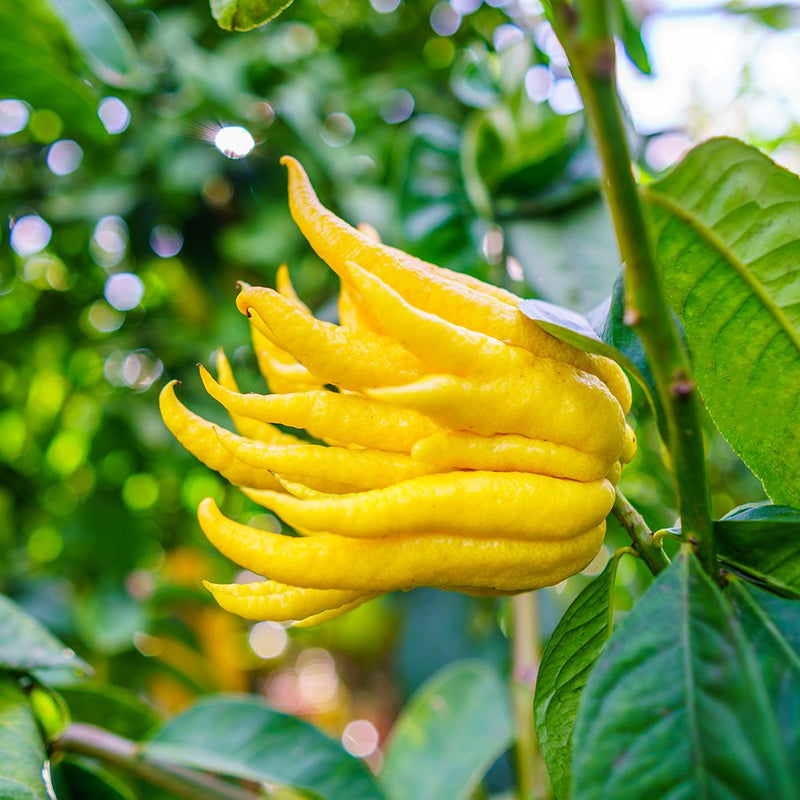 Sarcodactylis Seeds for Easy Planting, Quality Seeds for Your Garden