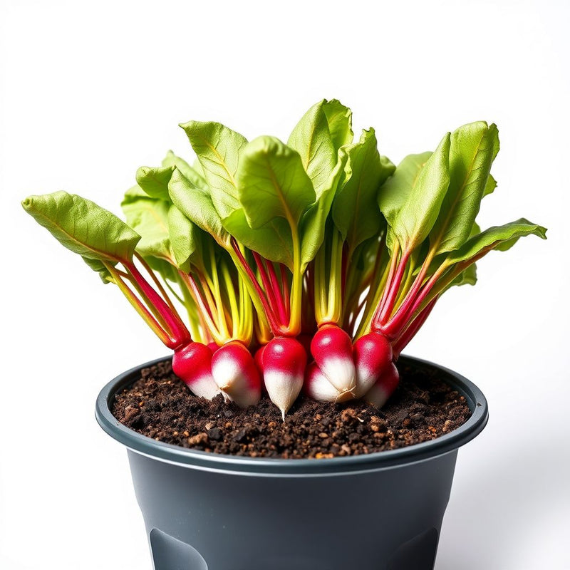 Planting Rainbow Radish Seeds