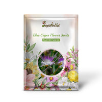 Blue Caper garden seeds for outdoor planting