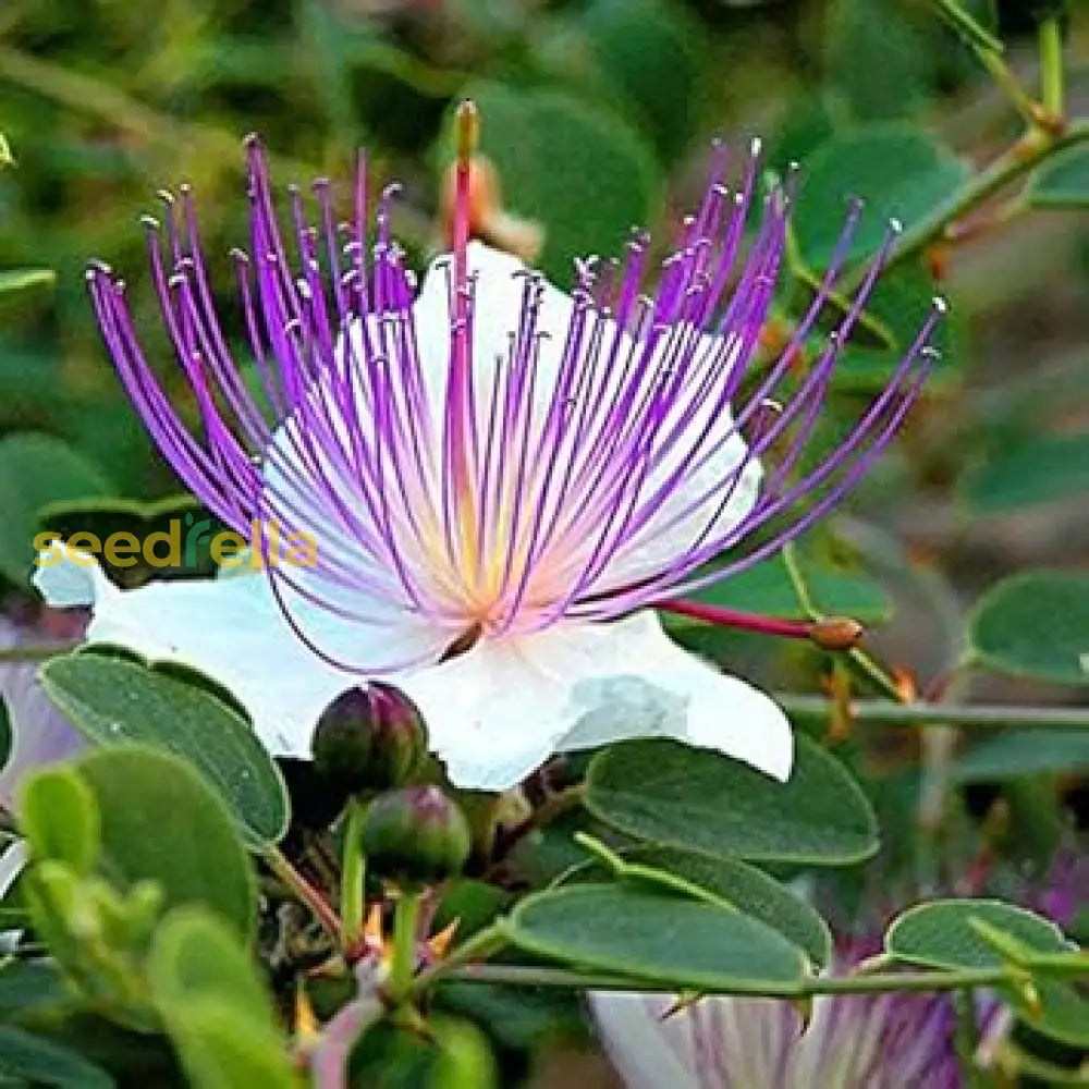 Non GMO Blue Caper seeds