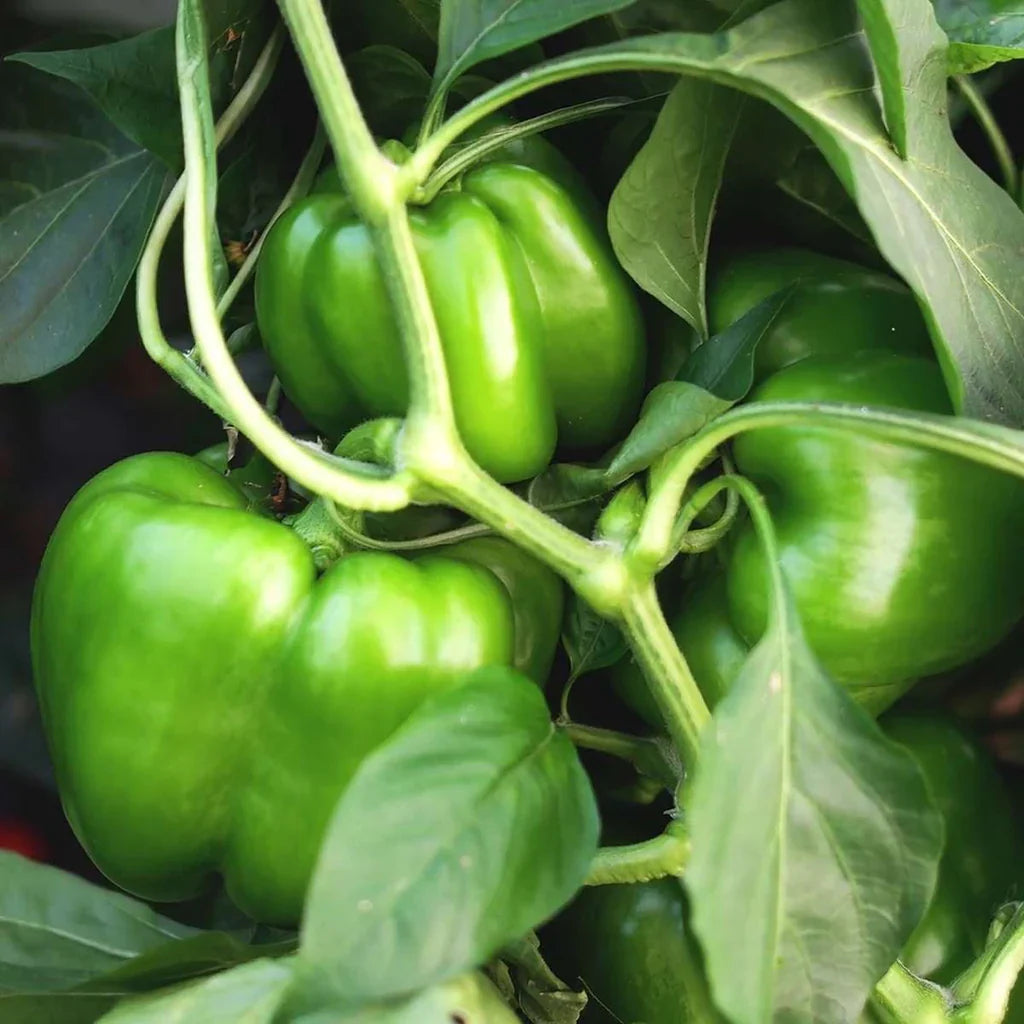 Pepper Vegetable Seeds for Planting