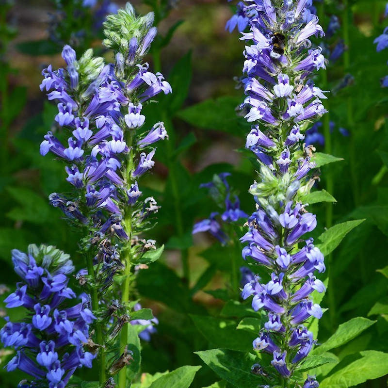 Blue cardinal flower seeds for planting