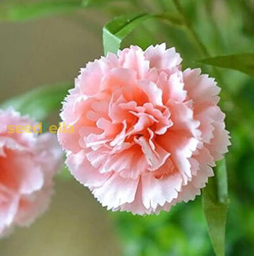 Pink carnation seeds collection for planting
